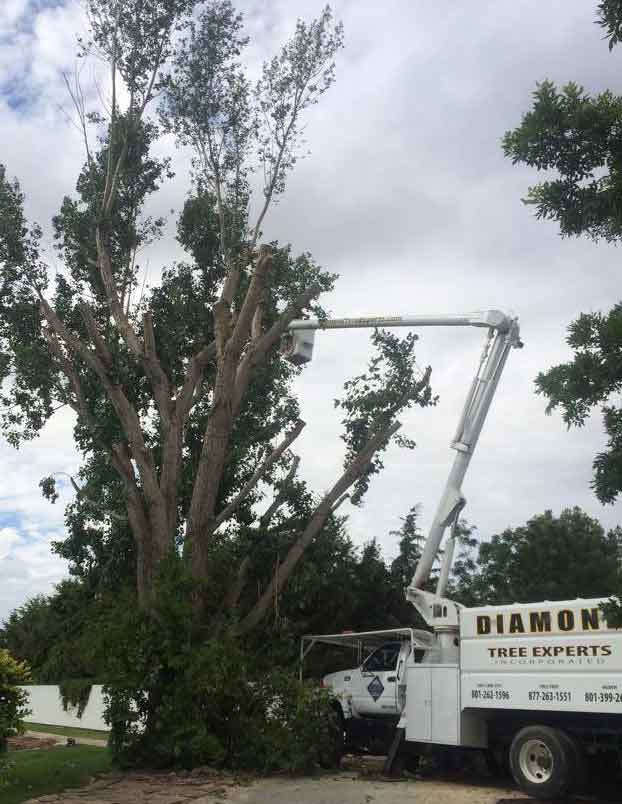 riverton tree care