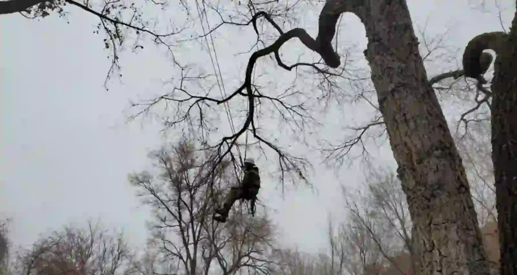 salt lake city tree trim service