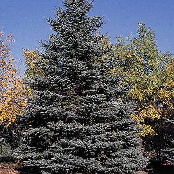 blue-spruce