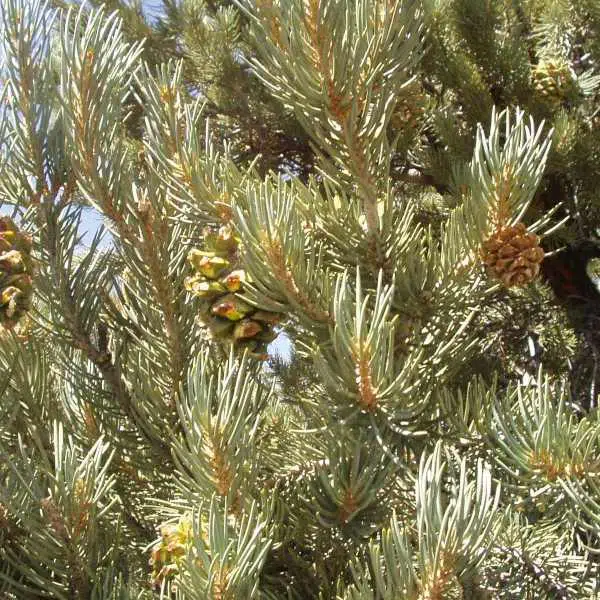 pinyon-pine