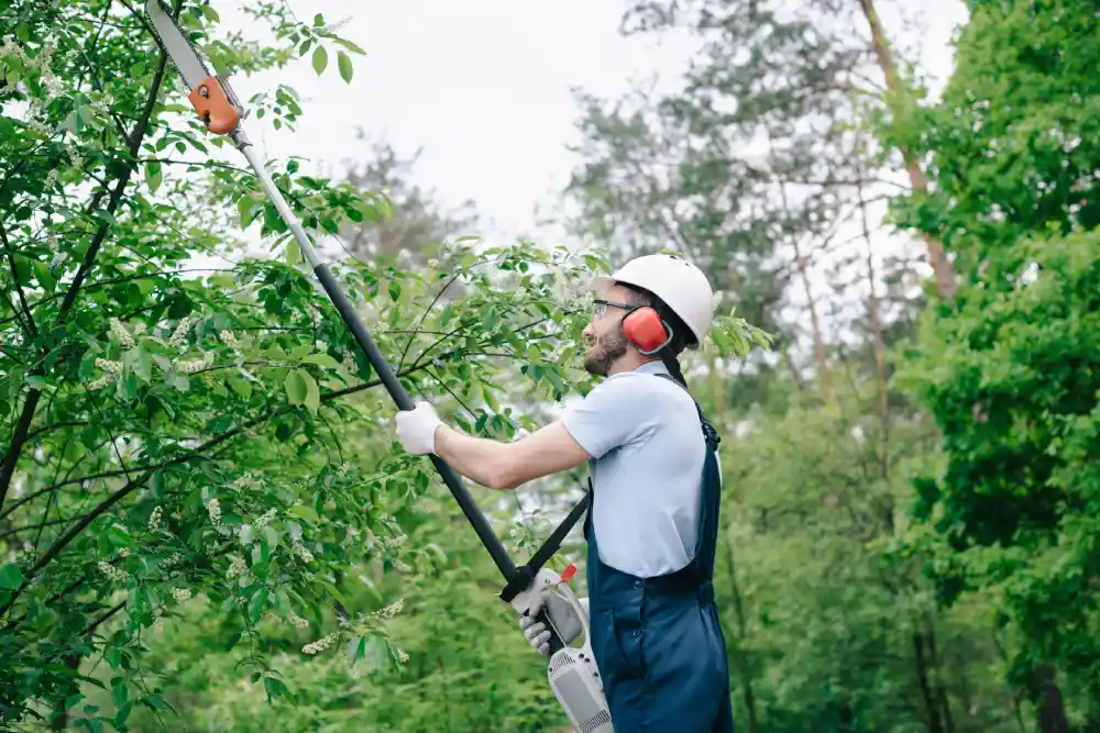 Regular Tree Trimming Diamond Tree Experts