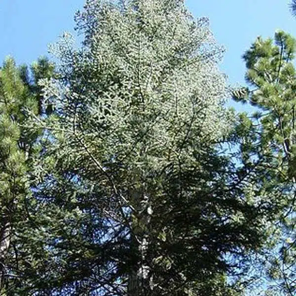 white-fir