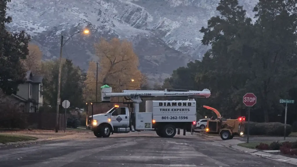 diamond tree experts header