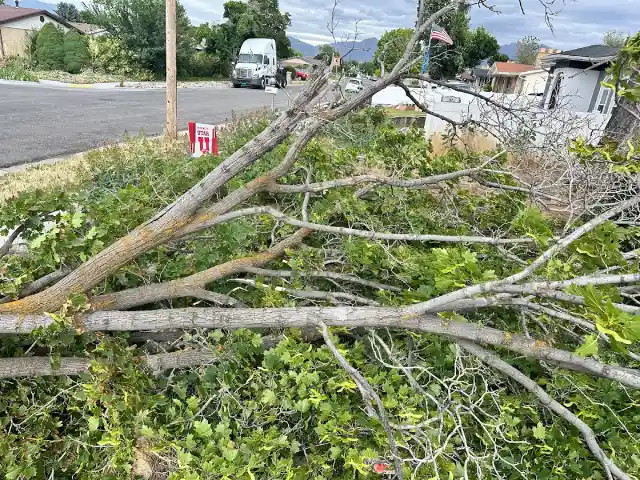 Is it Cheaper to Trim a Tree or Cut it Down