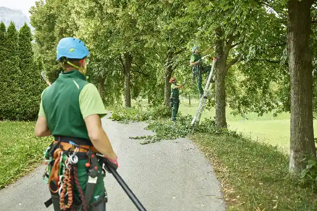how to choose a tree service company