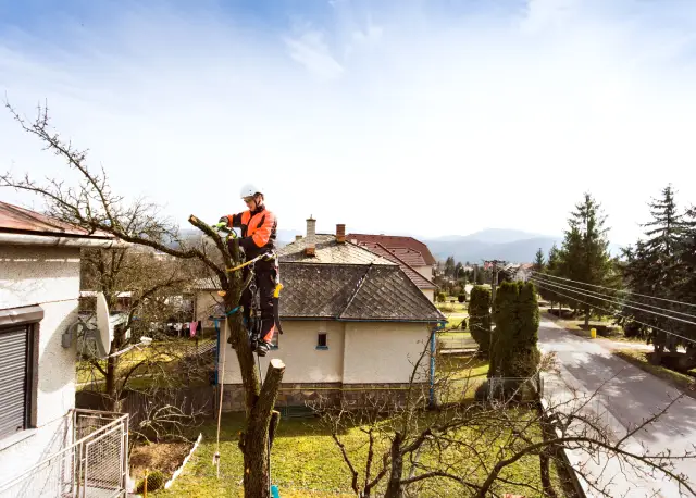 tree-service-lehi-utah