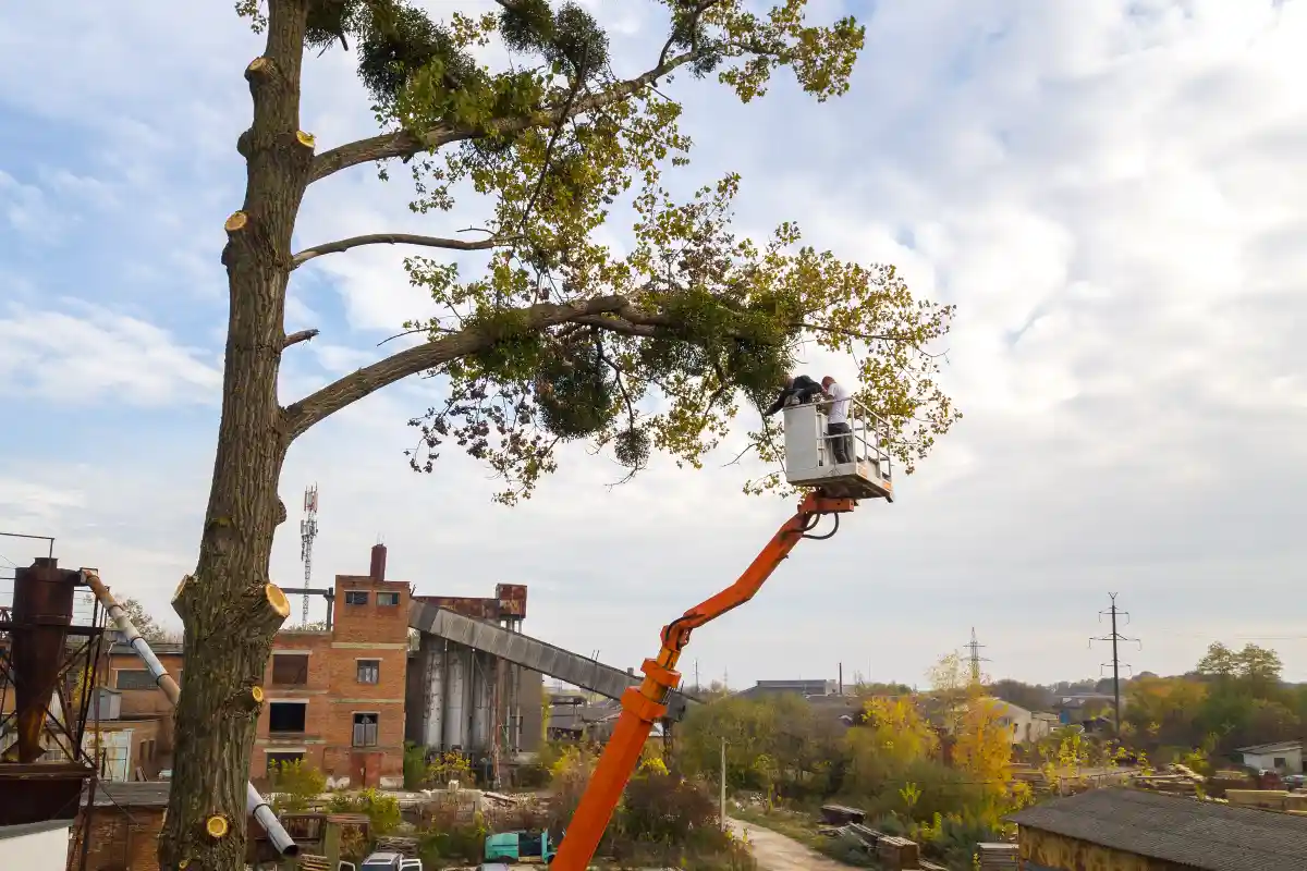 Top 10 Tips on How to Choose a Tree Service Company - Diamond Tree Experts