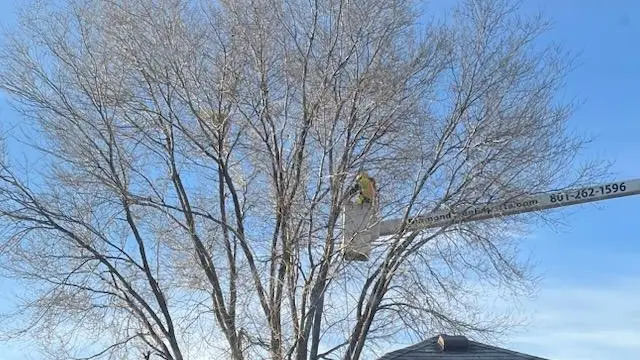 Cottonwood Heights tree trimming