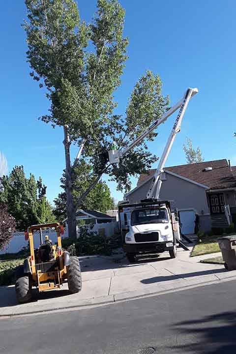 tree removal lehi utah