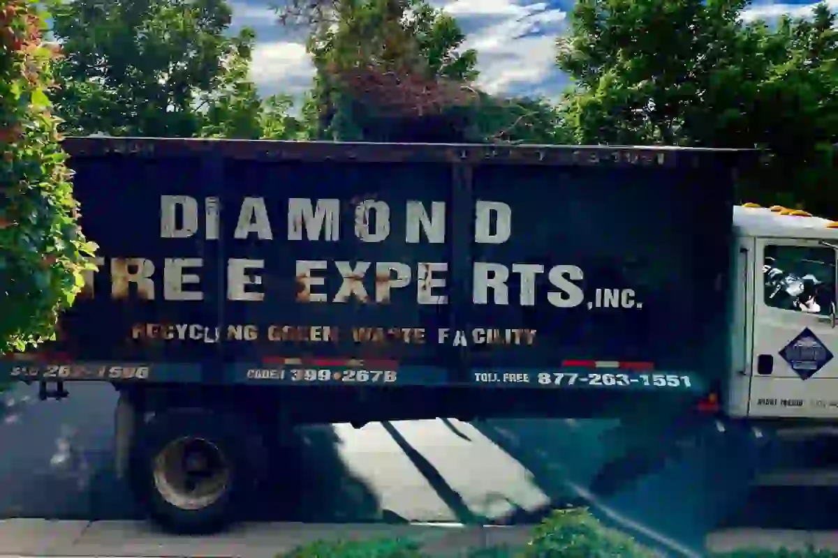 Tree Service in Lehi Utah | Diamond Tree Experts