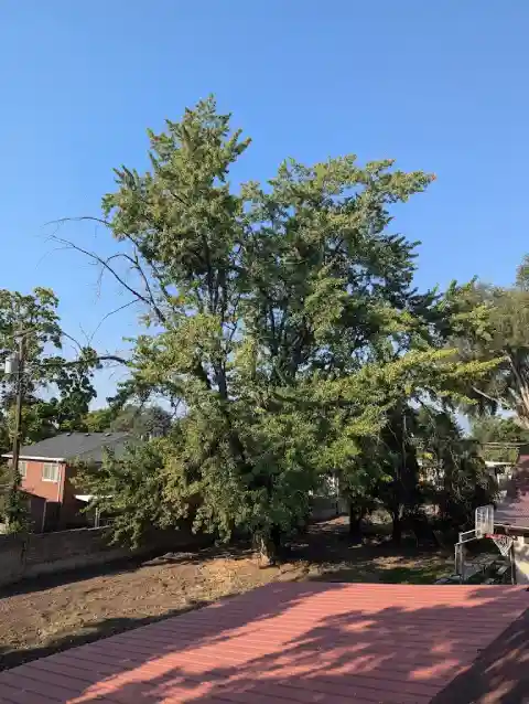 reliable tree care