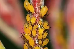 aphids