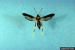 borers