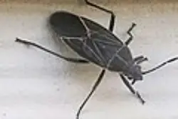 box-elder-bug