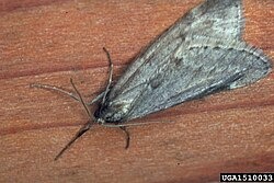 cankerworm