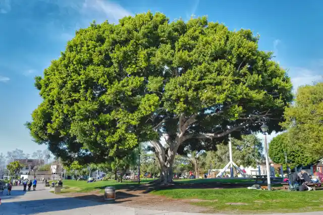 commercial tree service