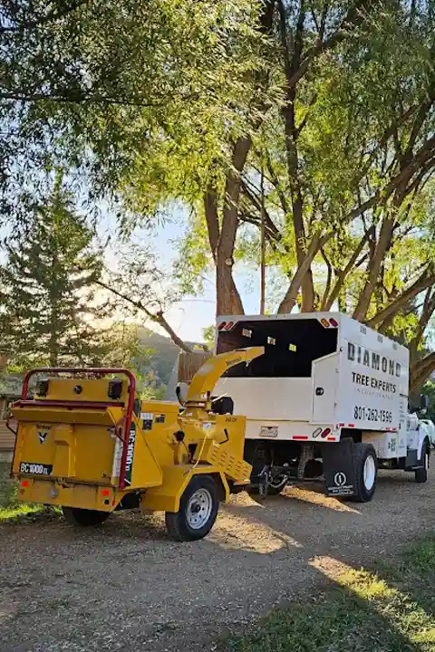 diamond-tree-experts-residential-tree-services