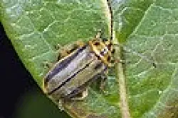 elm-leaf-beetle