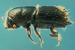 ips-beetle