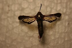 poplar-borer