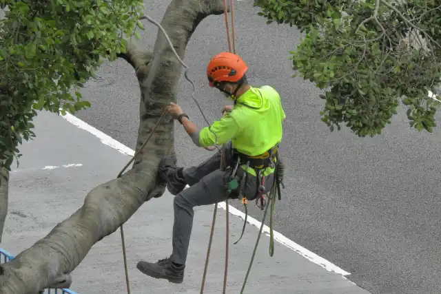 residential tree services