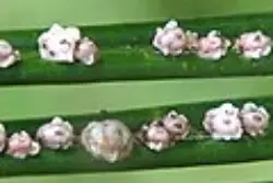 scale-insects