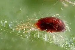 spider-mites