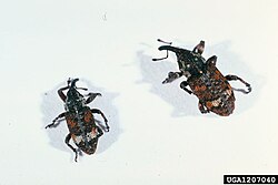 white-pine-weevil
