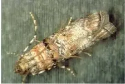 zimmerman-pine-moth