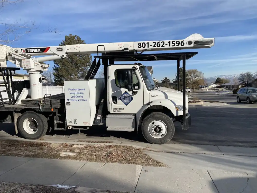 Diamond Tree Experts Help