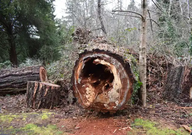 Top 5 Reasons for Tree Removal