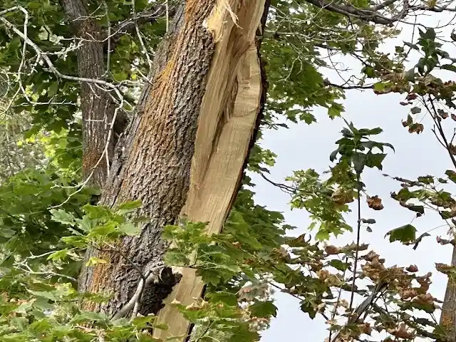 diagnosing tree problems in utah