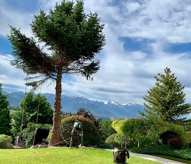 can seniors get free tree removal service