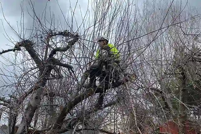 how to hire a tree service