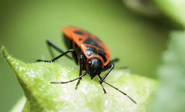 utah tree pests