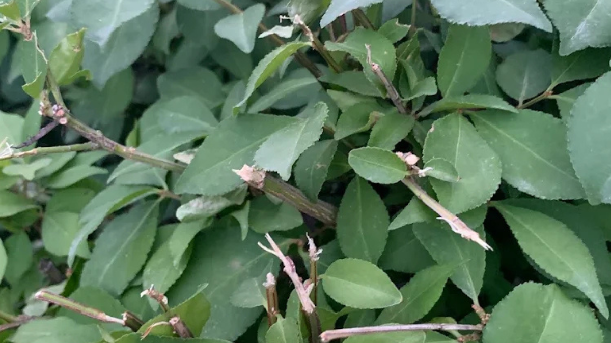Close-up of freshly pruned shrub branches showing clean cuts and healthy green leaves after professional trimming by Diamond Tree Experts in Salt Lake City, Utah.