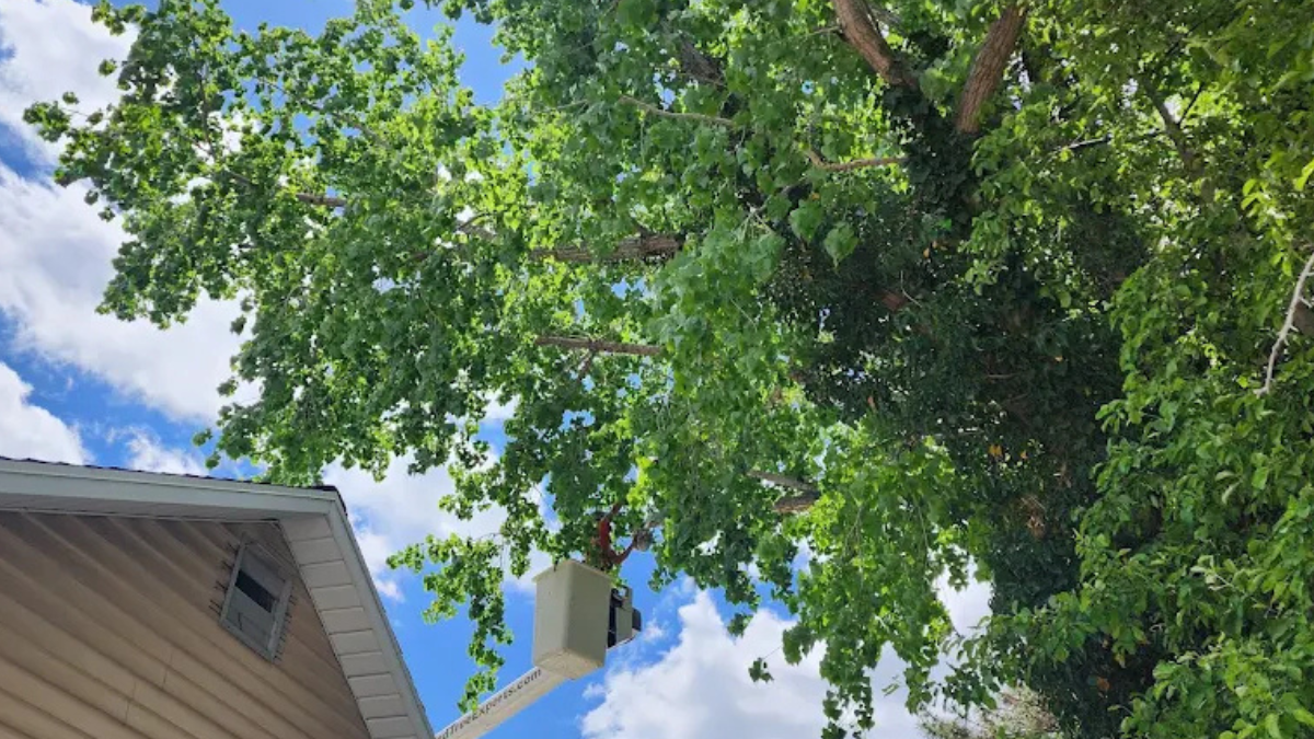 Diamond Tree Experts arborist trimming tall tree branches near a residential roof using a bucket lift under a bright sky in Salt Lake City, Utah.
