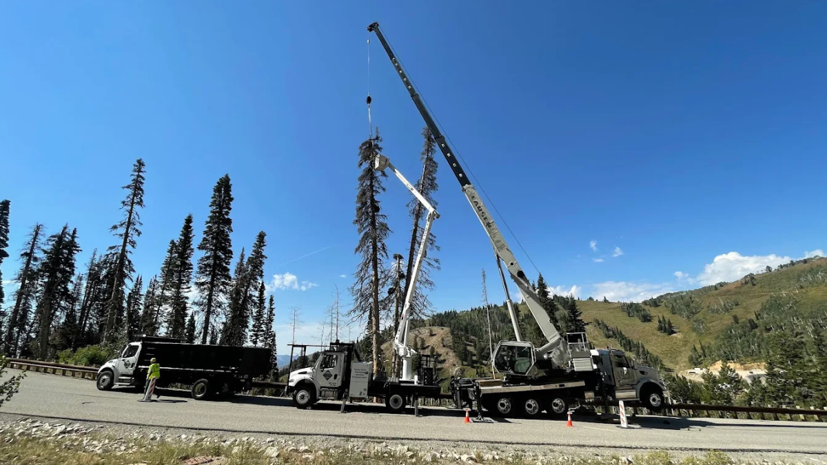Diamond Tree Experts crew performing a large tree removal operation using crane trucks and safety equipment along a mountain road near Salt Lake City, Utah, under clear blue skies.