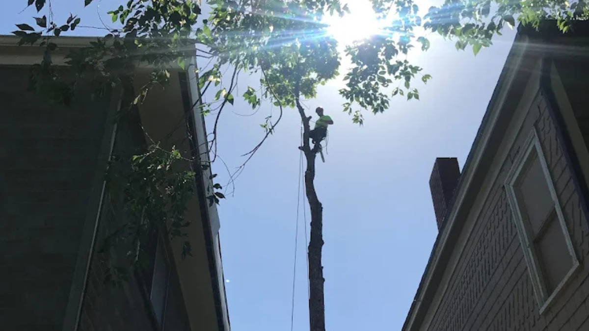 Professional arborist from Diamond Tree Experts carefully cutting and lowering a tall tree between two houses under bright sunlight in Salt Lake City, Utah.