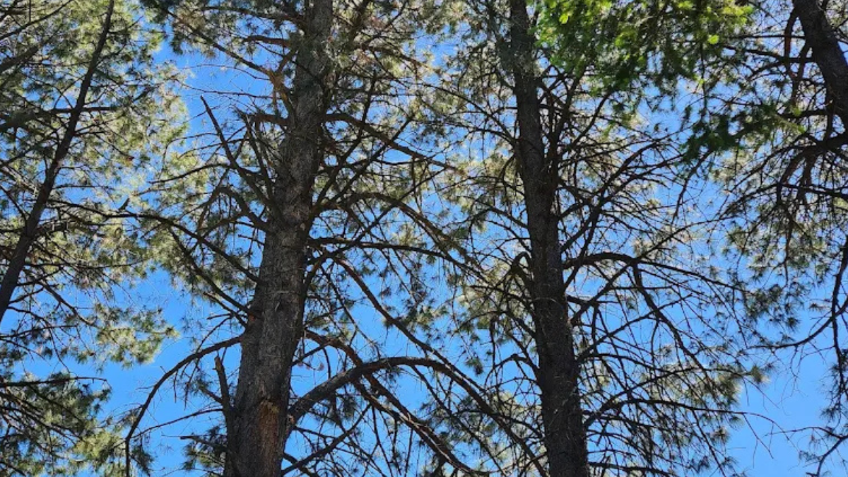 Tall pine trees with healthy green needles under a clear blue sky in a Utah forest, part of a tree health and inspection project by Diamond Tree Experts in Salt Lake City.