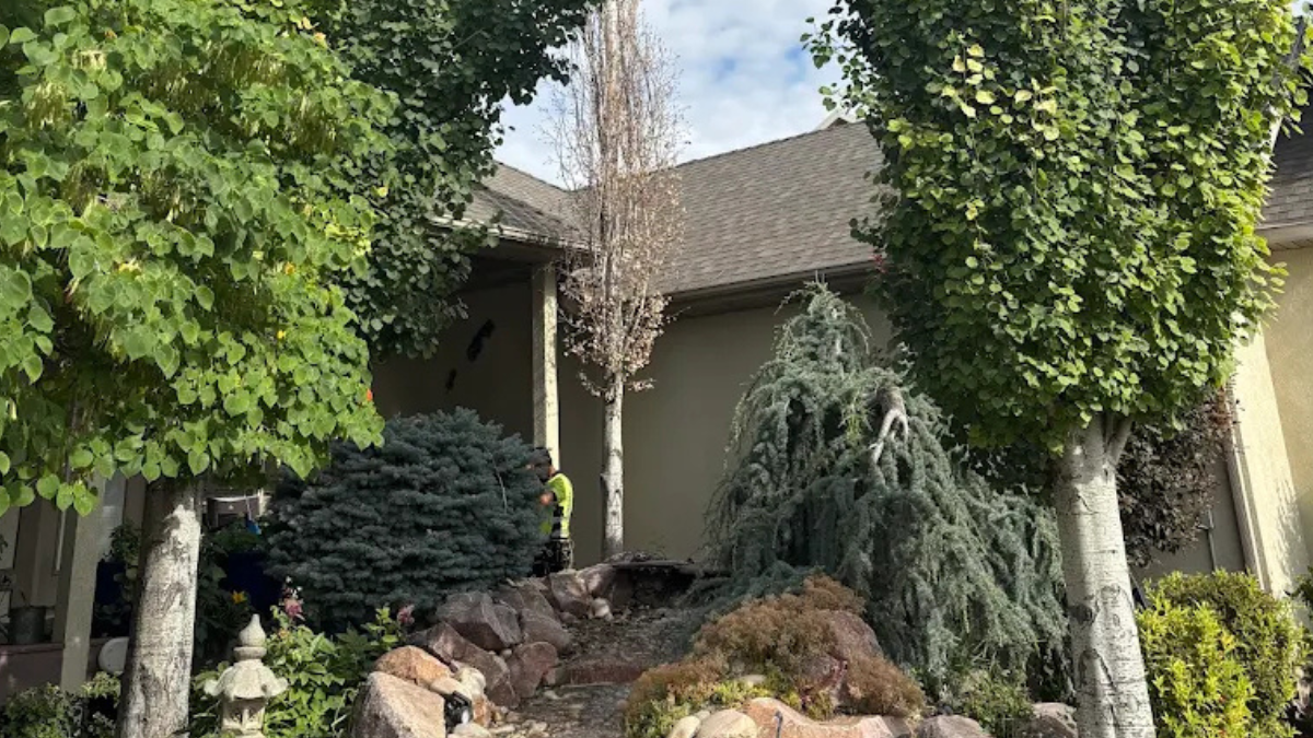 Diamond Tree Experts arborist performing tree maintenance and pruning in the landscaped front yard of a residential home in Salt Lake City, Utah, surrounded by healthy green trees.