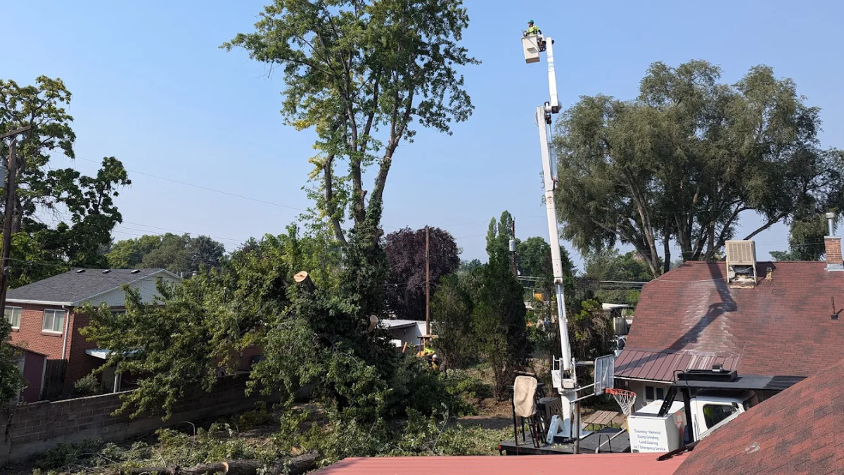 Diamond Tree Experts arborist using a tall bucket lift to remove upper branches of a large tree near residential homes in Salt Lake City, Utah, during professional tree removal work.