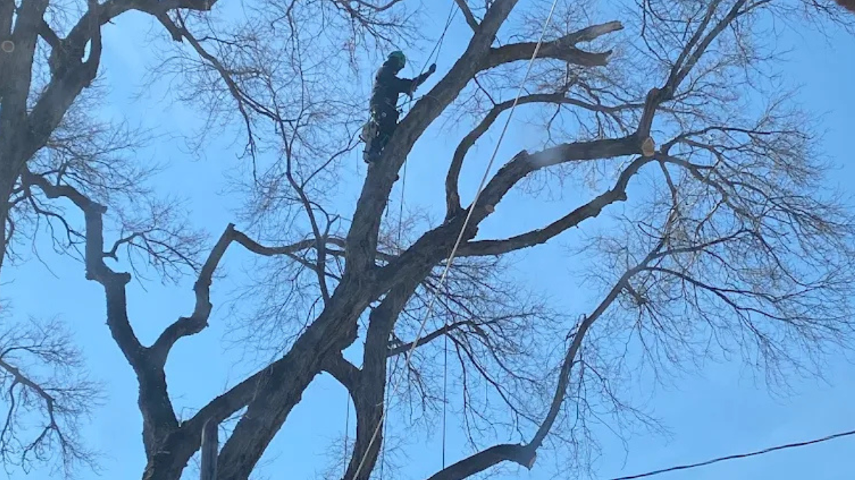Professional arborist from Diamond Tree Experts climbing a tall tree and trimming high branches with safety ropes under a clear blue sky in Salt Lake City, Utah.