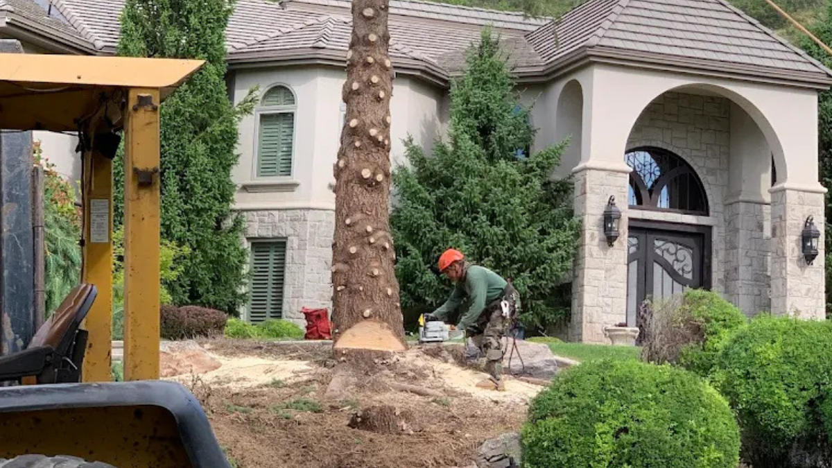 A professional arborist wearing safety gear uses a chainsaw to cut down a large pine tree in front of a residential home