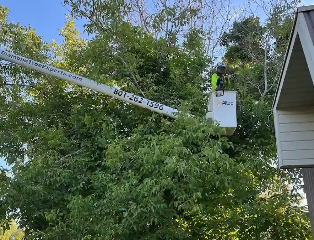tree trimming vs pruning whats the difference