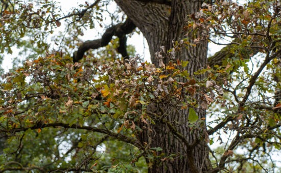 Bur Oak Blight: Symptoms, Issues, and Prevention