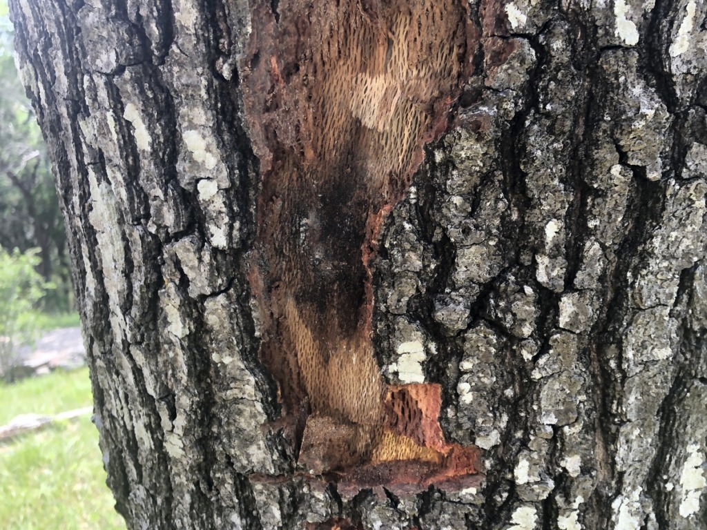 Common Signs Your Tree Is Not Completely Healthy