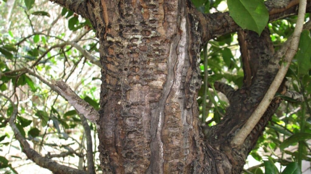 Common Tree Diseases in Salt Lake County: How to Combat Them