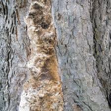 Common Tree Diseases and Their Symptoms in South Salt Lake