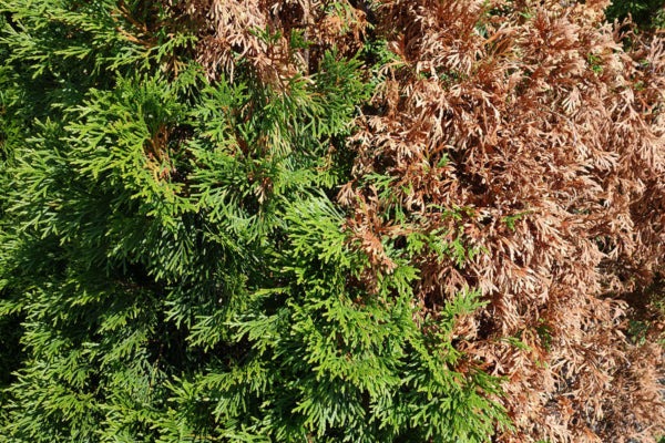 Evergreen Trees Turning Brown? Here's How To Fix It